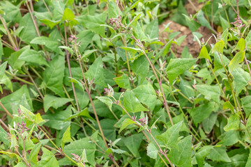 Atriplex prostrata, called the spear-leaved orache, hastate orache, thin-leaf orache, triangle orache, and fat hen.  Coyote Point Beach, San Mateo, California. San Francisco Peninsula / Bay