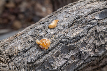 Colophony ( Rosin 、 Greek pitch ) from the pine.  Coyote Point Beach, San Mateo, California. San Francisco Peninsula / Bay