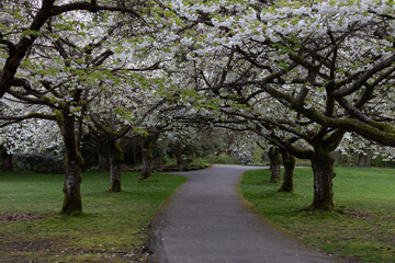 Obraz premium Empty alley under the Sakura trees.