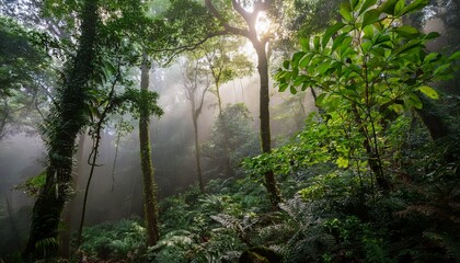 lush green canopy in dense forest with sunlight filtering through leaves and foggy atmosphere