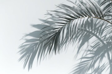 Light gray palm fronds cast dramatic shadows on a white background