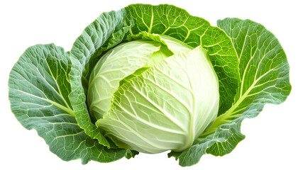 PNG cabbage isolated on white