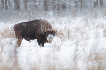 the loneliness of an old bison male