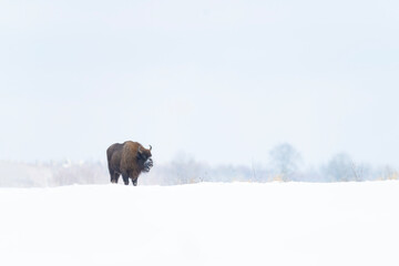 the loneliness of the bison
