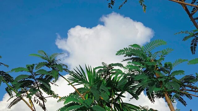 Green trees set against a vibrant blue sky with bright white clouds. Clean natural background with copy space.