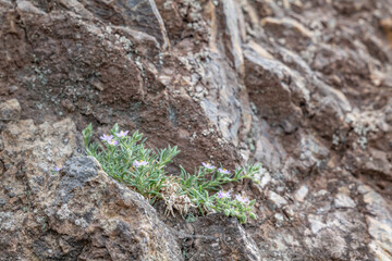 Spergularia macrotheca is a species of flowering plant in the family Caryophyllaceae, sticky sandspurry. Coyote Point Beach, San Mateo, California. San Francisco Peninsula / Bay