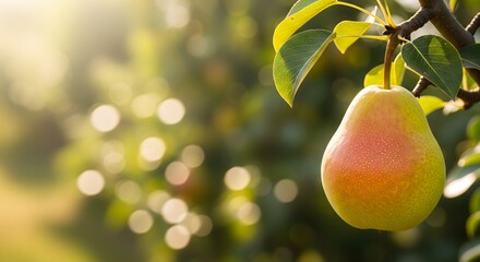Fresh Pear Hanging on Tree Branch in Sunlit Orchard