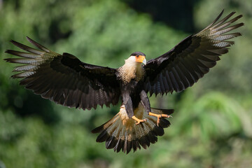 Northern Crested Caracara Caracara cheriway in flight with wings spread in Costa Rica, bird wildlife photography
