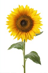 Obraz premium Single sunflower, bright yellow petals, dark center, green leaves, isolated on white background