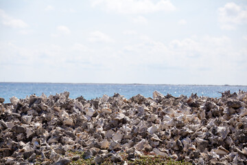 Seashell pile along Caribbean shoreline