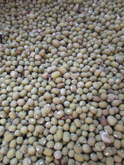 the best quality green beans ready to be processed or consumed