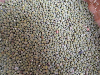 the best quality green beans ready to be processed or consumed