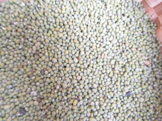 the best quality green beans ready to be processed or consumed