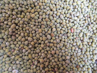 the best quality green beans ready to be processed or consumed