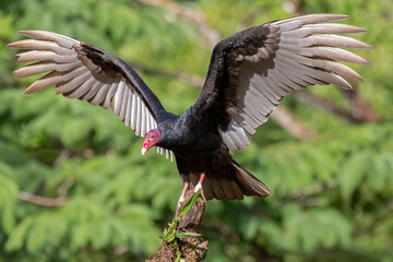 Turkey Vulture Cathartes aura perched with wings spread in Costa Rica, bird wildlife photography