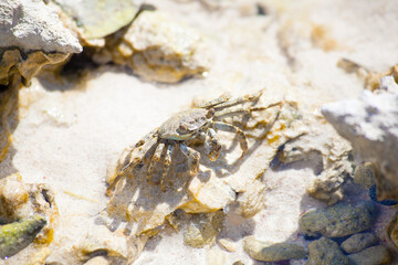 Crab resting on coastal rocks
