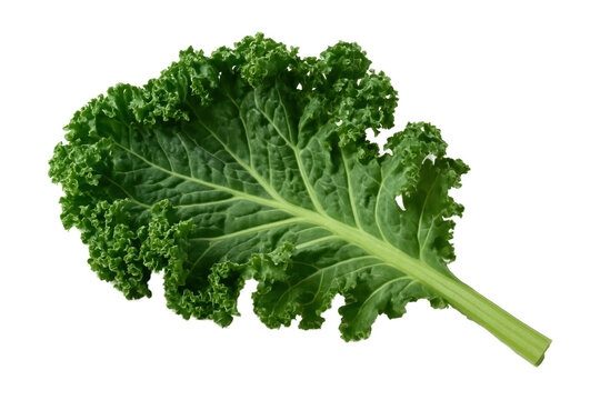 Fresh curly kale leaf isolated on isolated background, healthy organic green vegetable rich in nutrients and vitamins