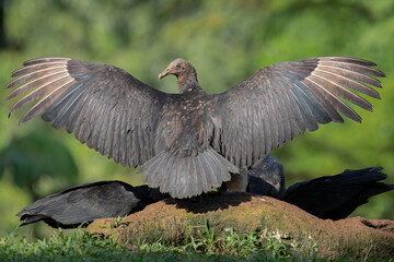Black Vulture Coragyps atratus perched with wings open in Costa Rica, bird wildlife photography
