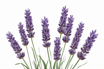 Naklejka premium Lavender bouquet, studio shot, white background, aromatherapy