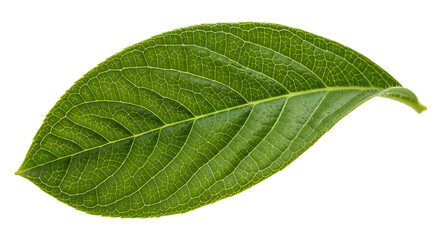 Obraz premium A single green leaf isolated on a white background