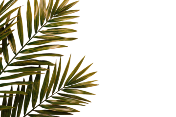 Tropical palm leaves against a black background.  Close-up, stylized