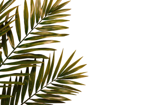 Tropical palm leaves against a black background.  Close-up, stylized