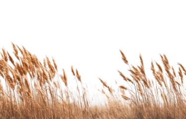 Golden grass field against black