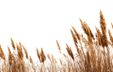 Dried reeds against black background