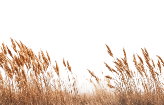 Golden grass field against black