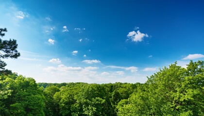 Fototapeta premium clear blue sky overlooking lush green trees in daytime