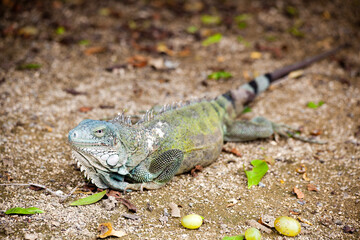 Green iguana resting on sandy ground outdoors