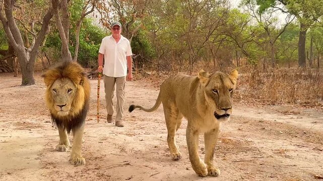 SENEGAL - 7.31.2025 - A man with a walking stick traverses a path behind a lion and lioness in Senegal.