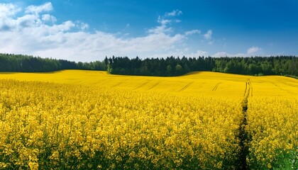 Obraz premium picturesque yellow rapeseed field stretching into the distance to the forest