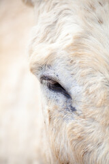 Donkey eye macro with soft textures