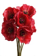 Close-up of a cluster of vibrant red poppies against a white background