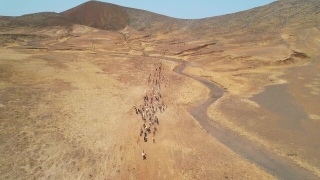 CAPE VERDE - 8.20.2025 - Beautiful aerial footage following goats as they're herded towards a mountain on Santo Antao, Cape Verde.