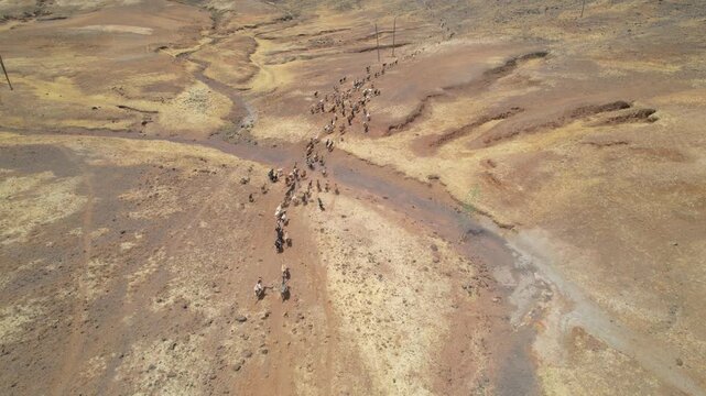 CAPE VERDE - 8.20.2025 - Very good aerial view tilting up a herd of goats being moved towards a mountain on Santo Antao, Cape Verde.