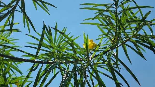 4K upward footage of blooming oleander plants with green leaves, perfect for educational projects, botanical research, teaching, scientific documentaries, and high-quality nature studies.