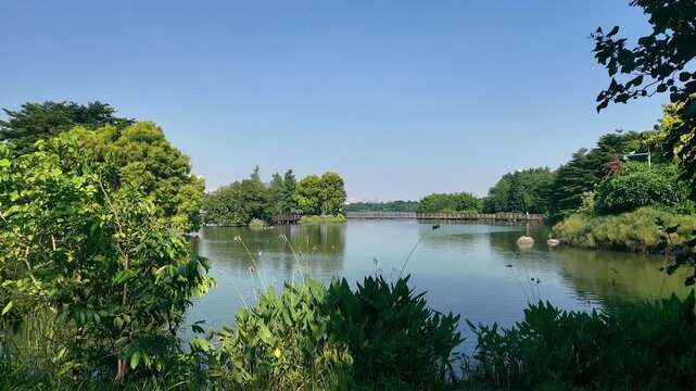 A beautiful urban park in South China, showcasing traditional Chinese garden design with lush greenery, tranquil ponds, and elegant pavilions. Ideal for nature documentaries, cultural projects, and ur