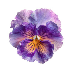 Naklejka premium Close-up of a vibrant pansy (3)