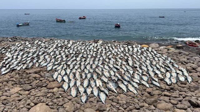 CAPE VERDE - 8.20.2025 - Caught fish are lined up along the coast of Santo Antao, Cape Verde.