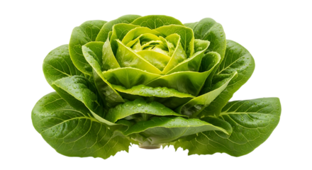 Fresh green butterhead lettuce head isolated on black background