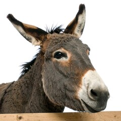 Obraz premium Close-up of a Donkeys Head Against a Wooden Fence.
