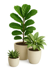 Three stylish potted plants in modern pots perfect for enhancing home decor and bringing freshness to any indoor space.