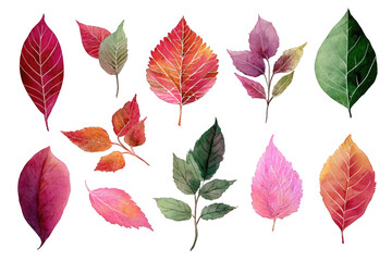 Obraz premium Autumn leaves in various shades of red, pink, and green