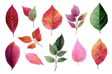 Autumn leaves in various shades of red, pink, and green