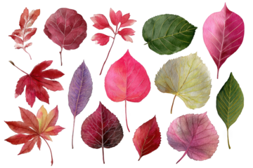 Assorted colorful autumn leaves