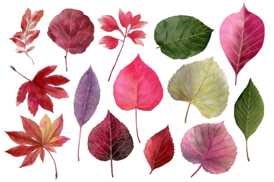 Assorted colorful autumn leaves