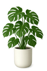 A vibrant green monstera plant in a modern white pot, enhancing indoor spaces with its lush leaves and tropical aesthetic.
