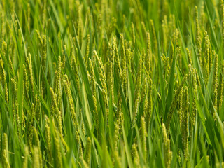 花が咲き始めた水田の稲穂